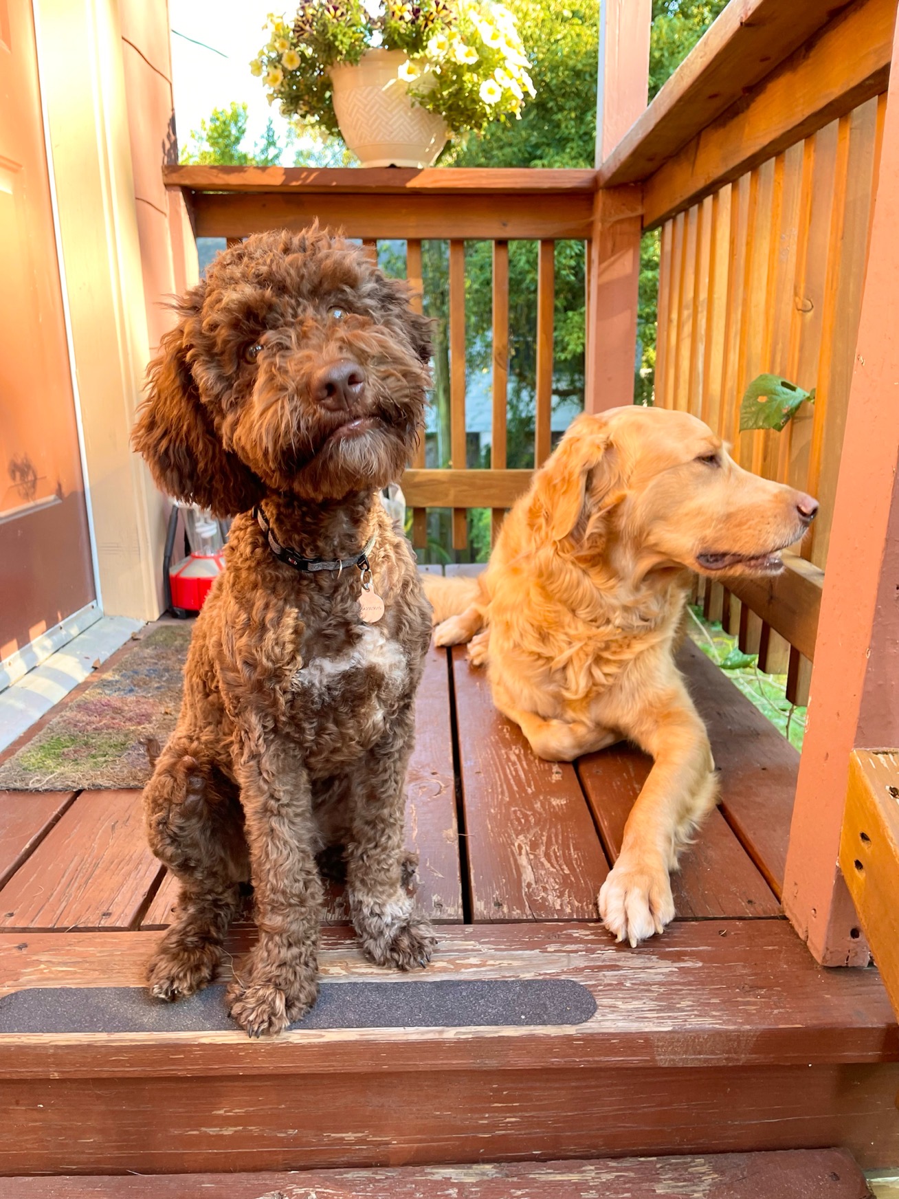 Two dogs sit on the porch.