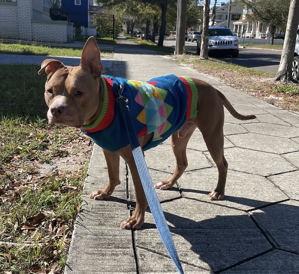 The dog sports a sweater.