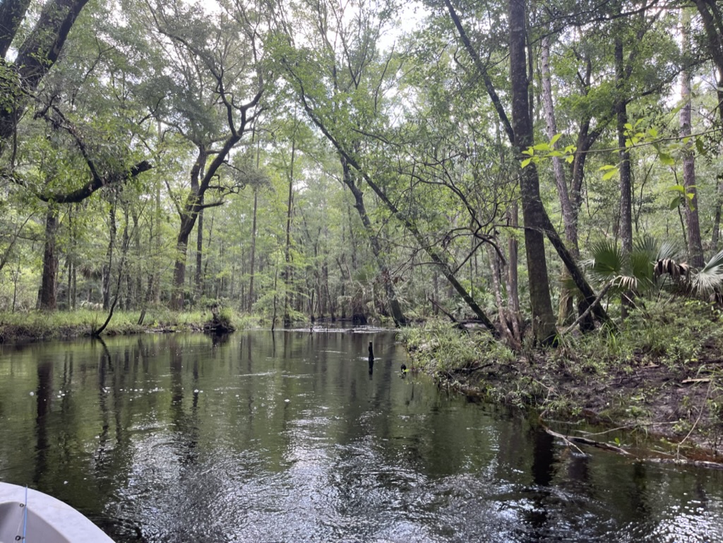 A boat navigates through a riparian zone of a state park, surrounded by a lush jungle of trees, plants, and a river winding through a bayou, pond, swamp, and lake.